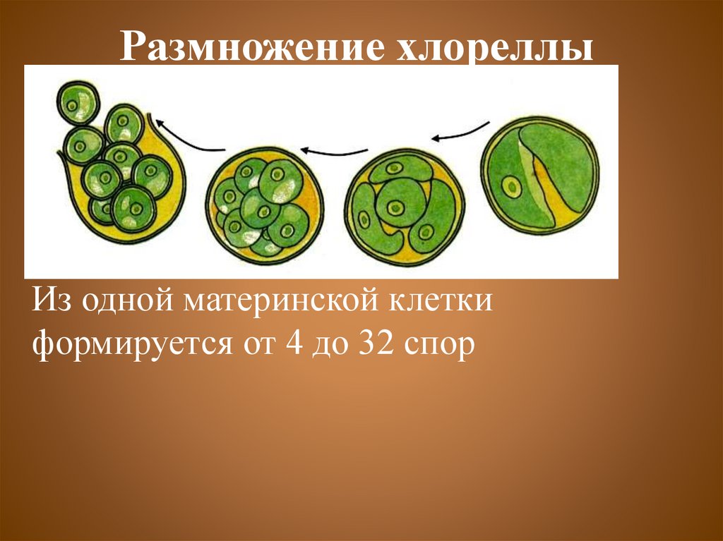 Размножение клеток водорослей. Хлорелла водоросль размножение. Одноклеточные водоросли хлорококк. Жизненный цикл хлореллы. Одноклеточная водоросль хлорелла.