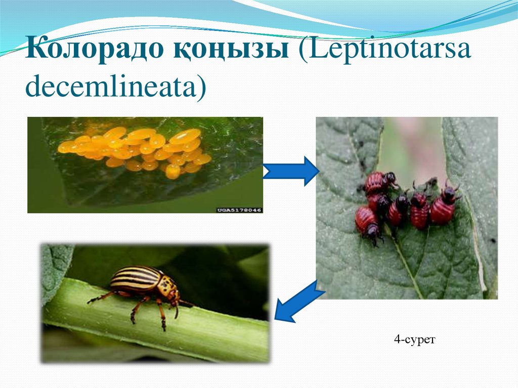 Колорадо қоңызы (Leptinotarsa decemlineata)