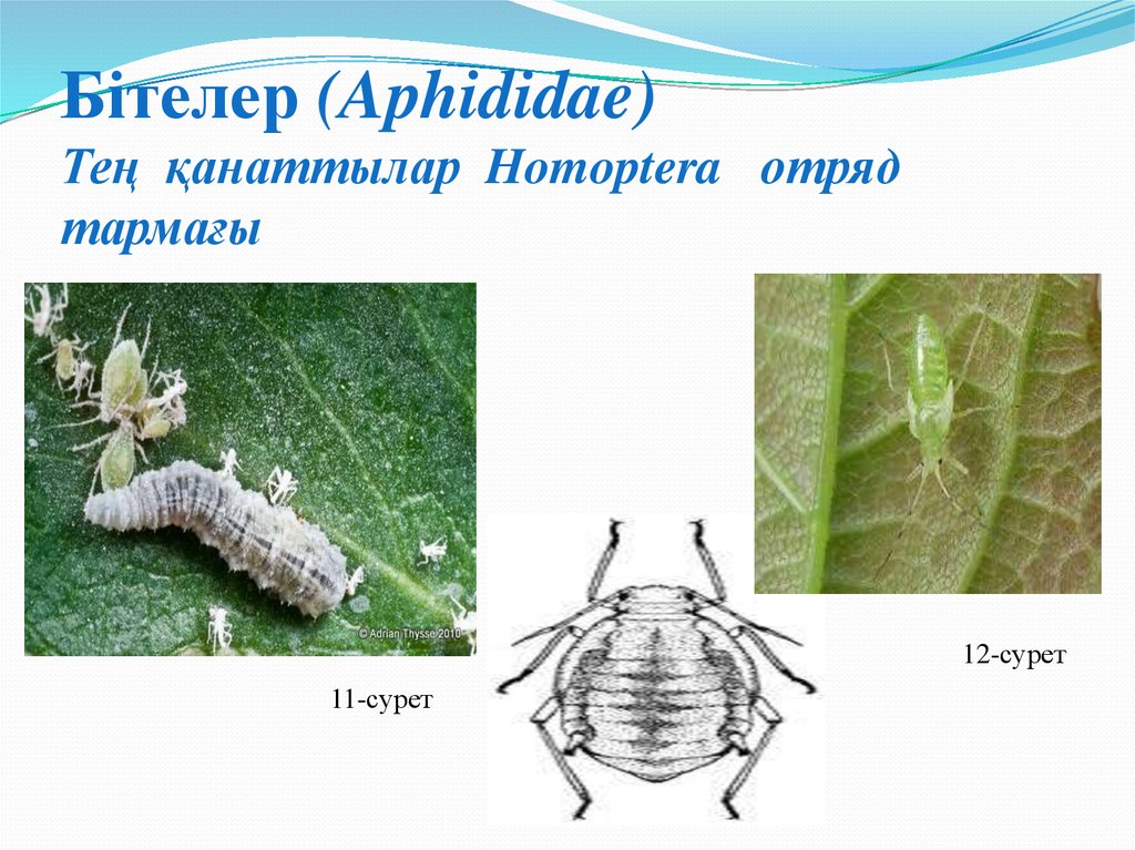 Бітелер (Aphididae) Тең қанаттылар Homoptera отряд тармағы