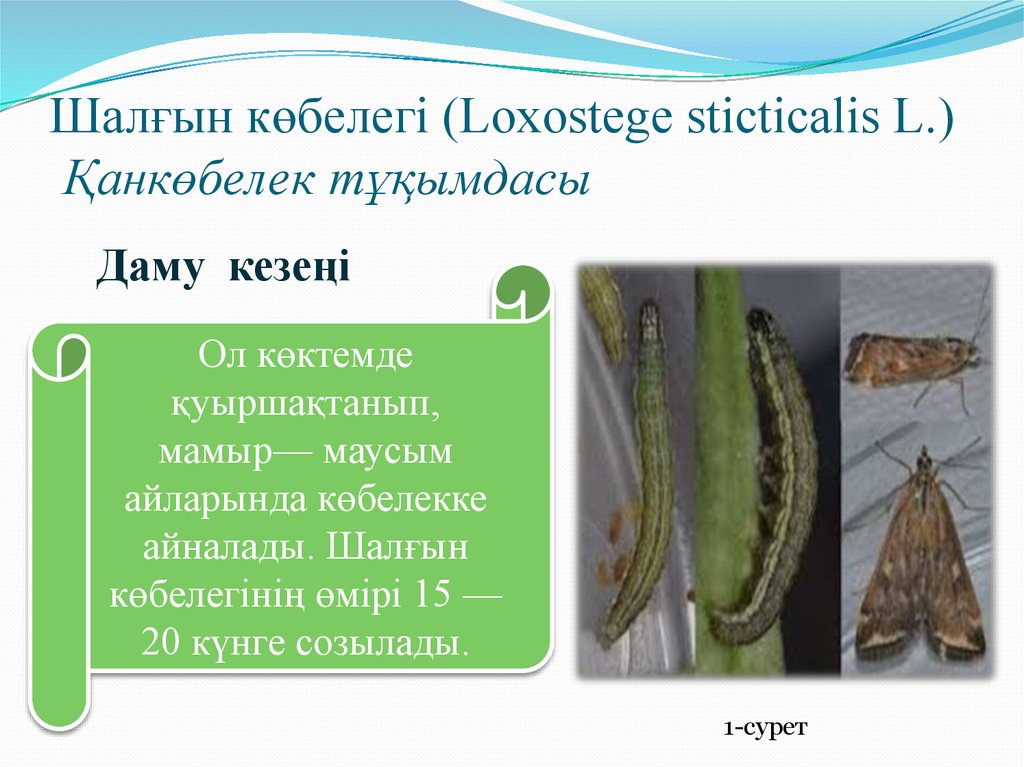 Шалғын көбелегі (Loxostege stіctіcalіs L.) Қанкөбелек тұқымдасы
