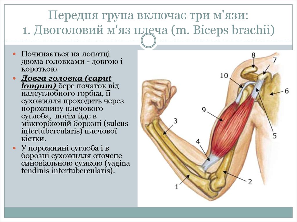 Передня група включає три м'язи: 1. Двоголовий м'яз плеча (m. Biceps brachii)