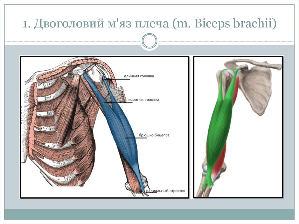 1. Двоголовий м'яз плеча (m. Biceps brachii)