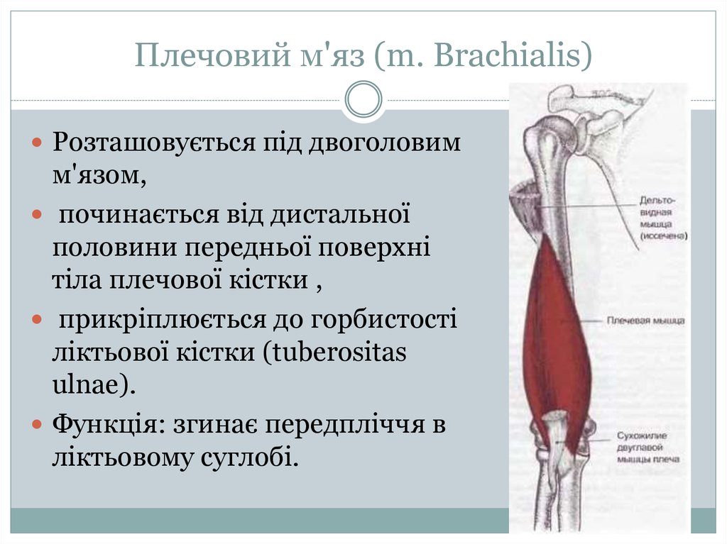 Плечовий м'яз (m. Brachialis)