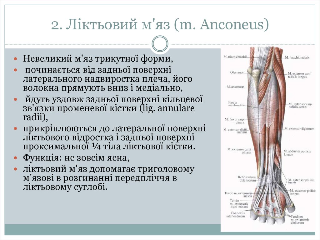 2. Ліктьовий м'яз (m. Anconeus)