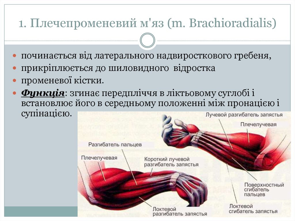 1. Плечепроменевий м'яз (m. Brachioradialis)