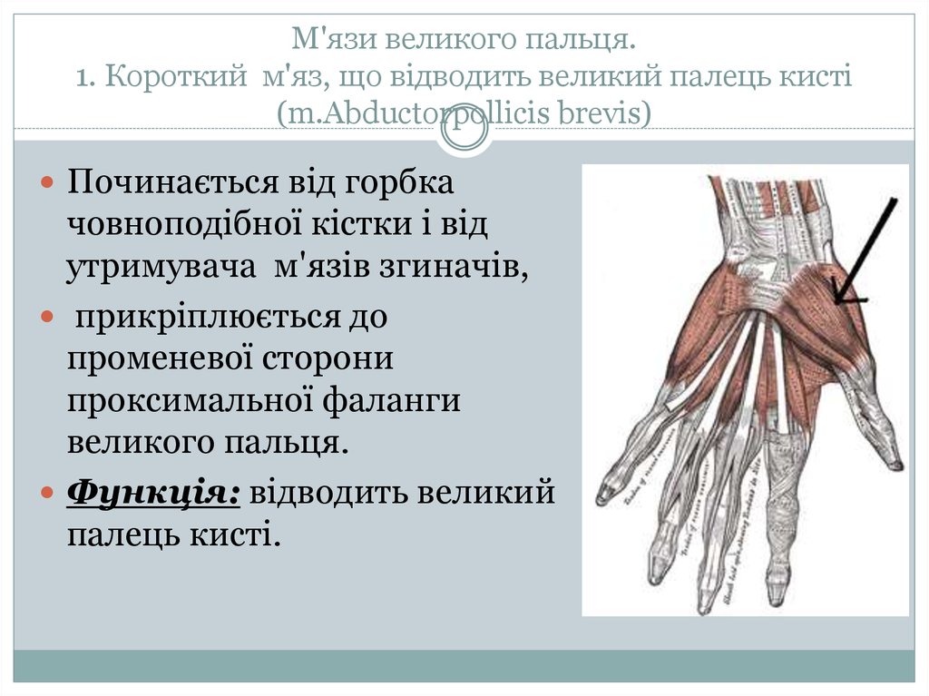 М'язи великого пальця. 1. Короткий м'яз, що відводить великий палець кисті (m.Abductorpollicis brevis)