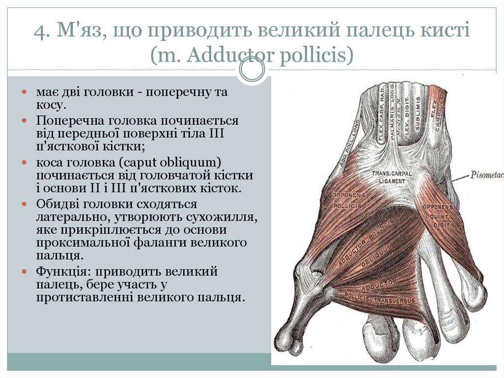 4. М'яз, що приводить великий палець кисті (m. Adductor pollicis)