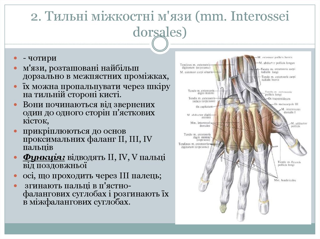 2. Тильні міжкостні м'язи (mm. Interossei dorsales)