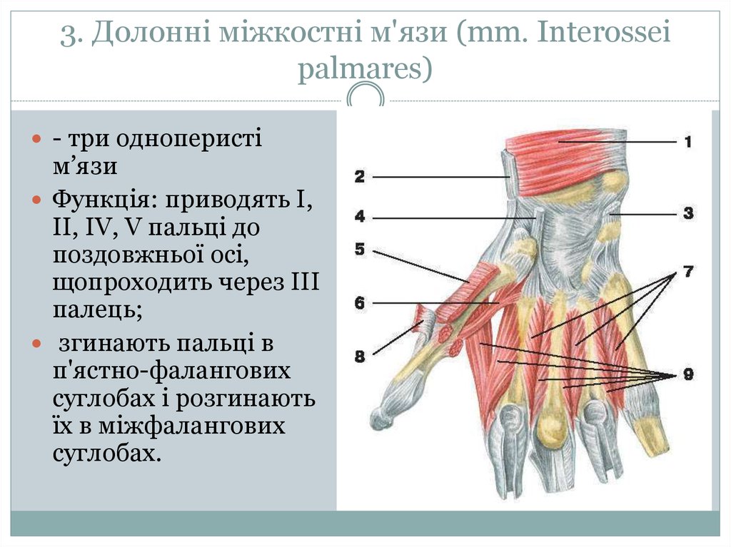 3. Долонні міжкостні м'язи (mm. Interossei palmares)