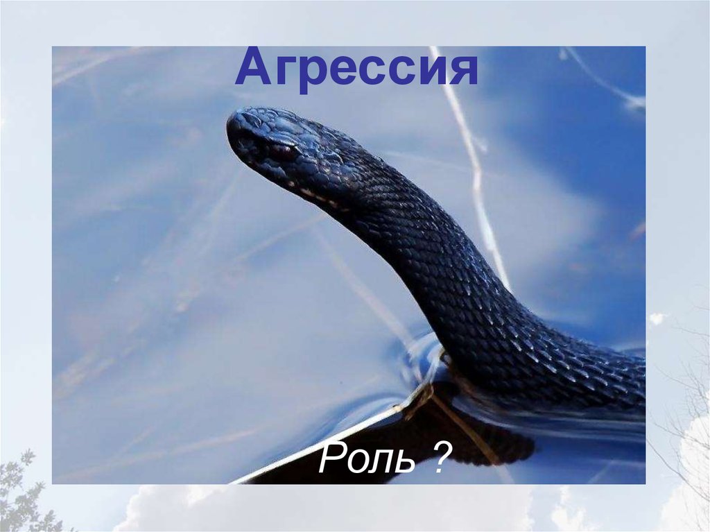 Агрессия