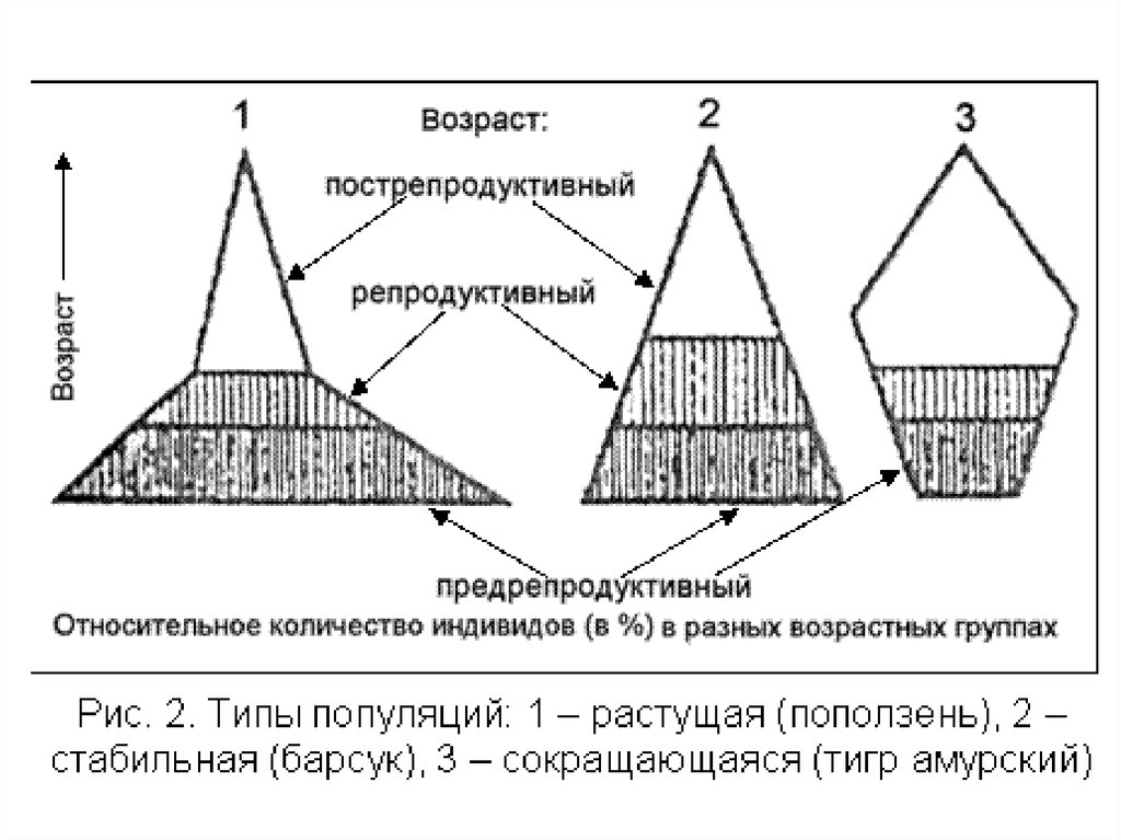 Возрастная структура популяции схема