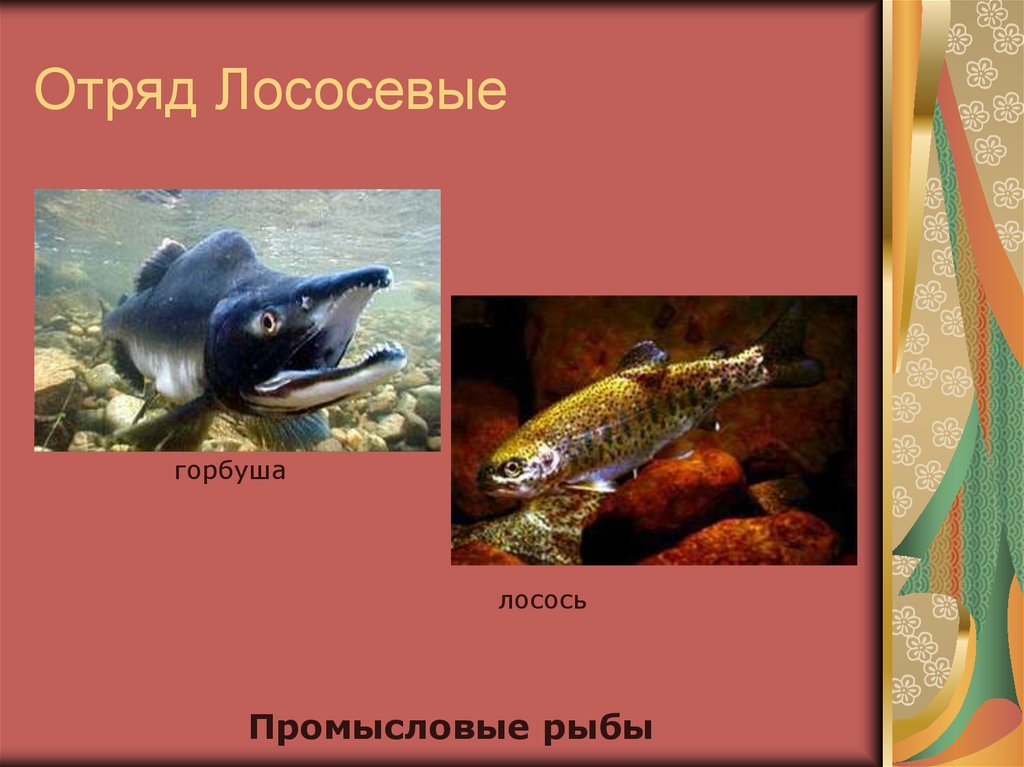 Промысловые группы рыб. Основные систематические группы рыб.промысловые рыбы. Отряд лососевые отряд лососевые.