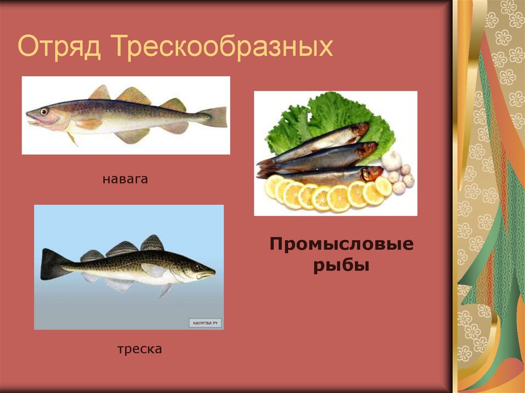 Промысловая рыба