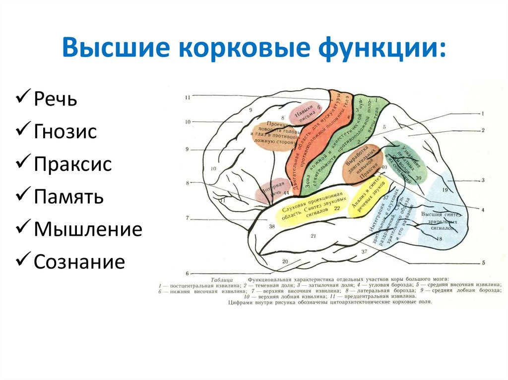 Высшие корковые функции презентация