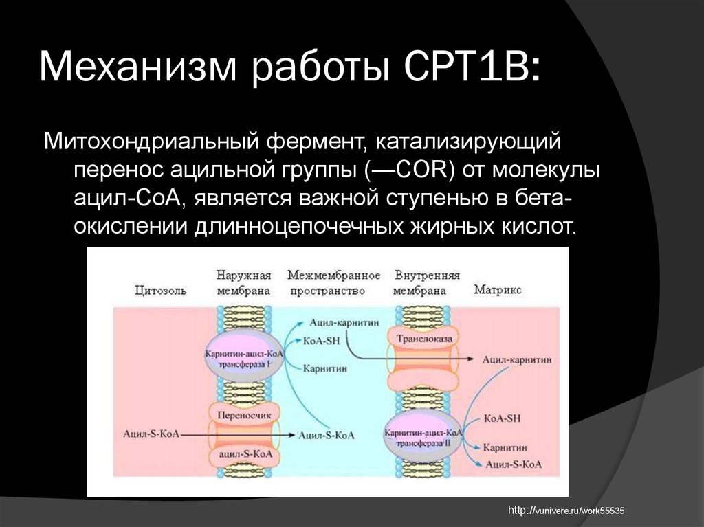 Таргетные препараты презентация