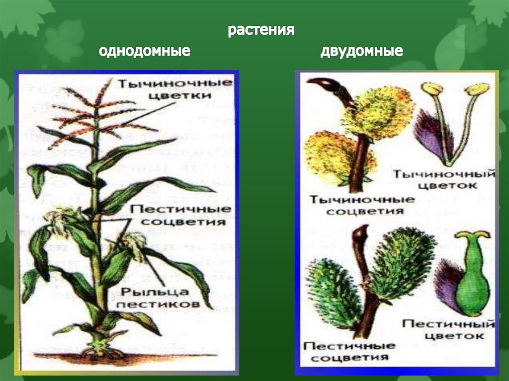 К какой группе относятся изображенные растения