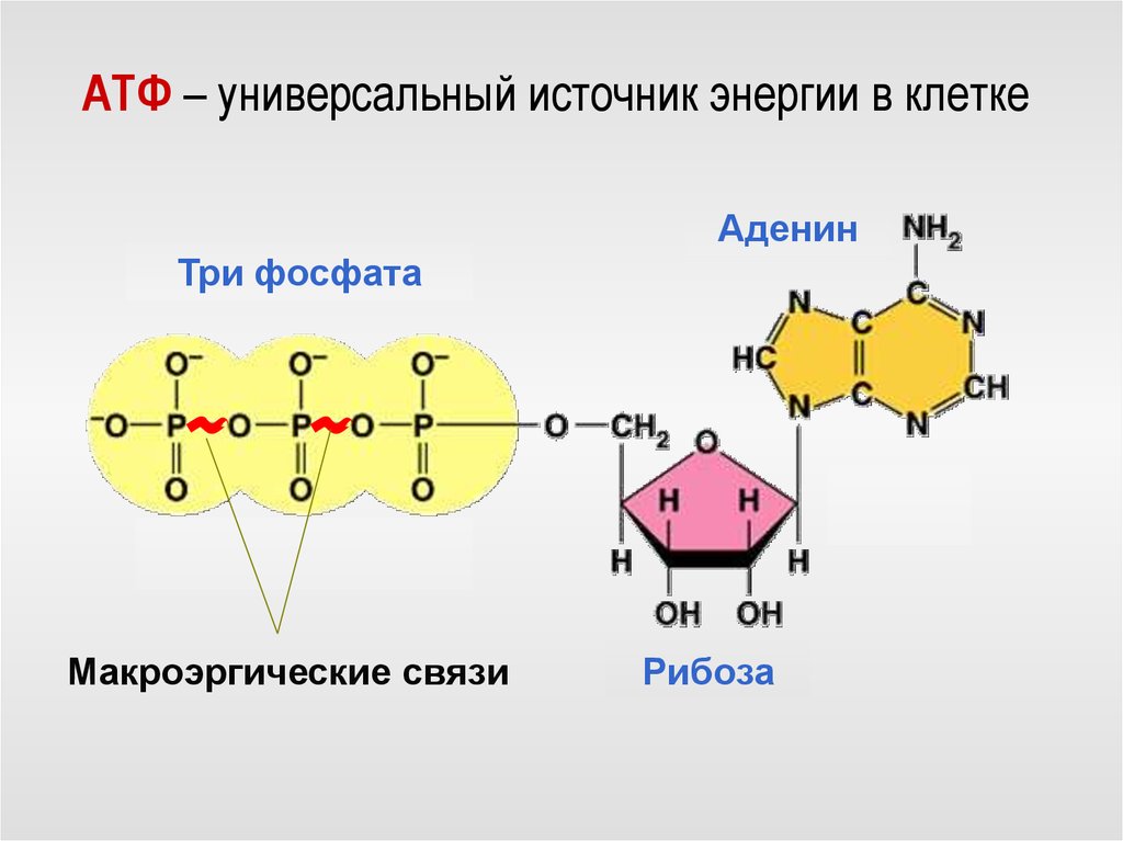 Макроэргические связи в молекуле атф. Строение АТФ аденин. Строение молекулы АТФ аденин. Химическая структура АТФ. Схема молекулы АТФ.