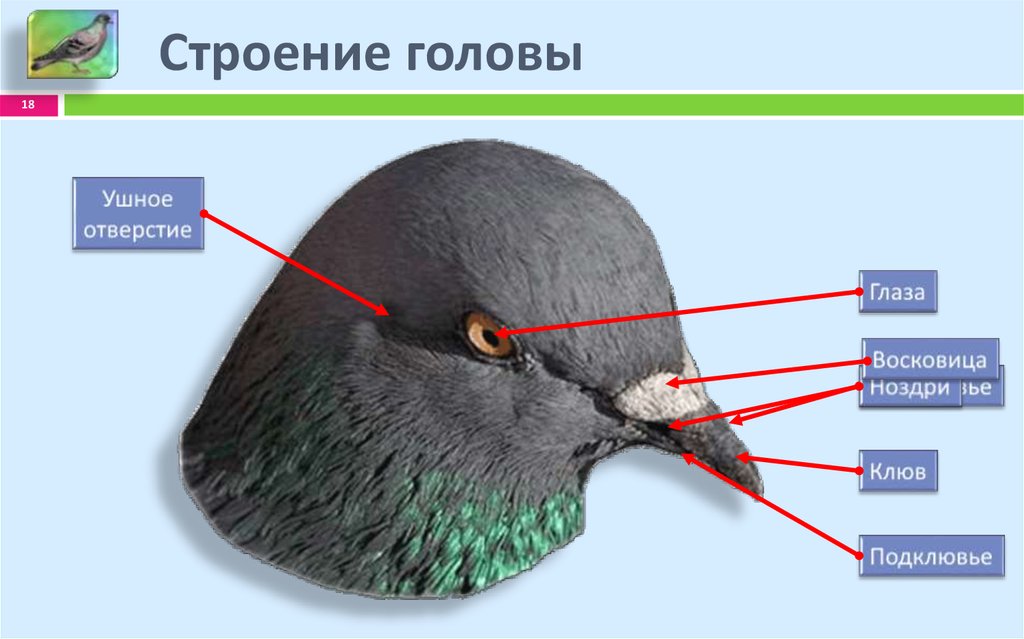 Покров головы птицы