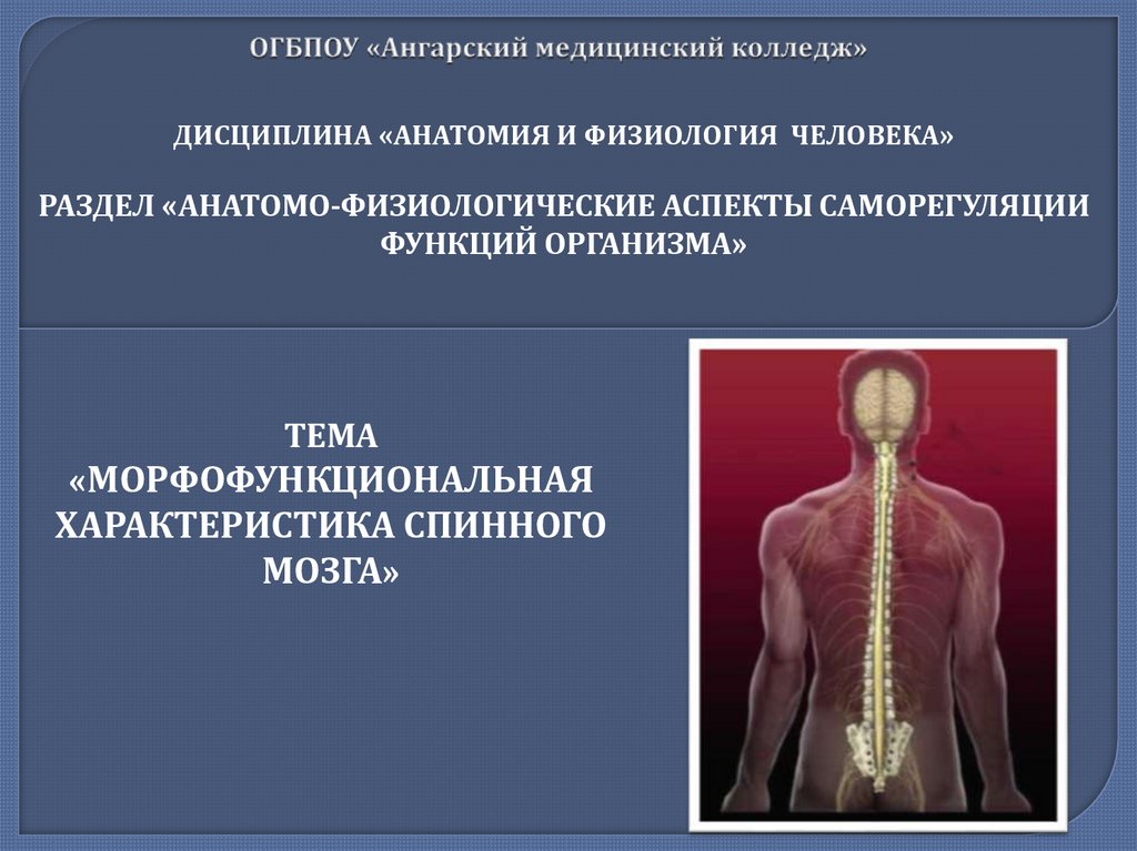 Морфофункциональная характеристика спинного мозга презентация