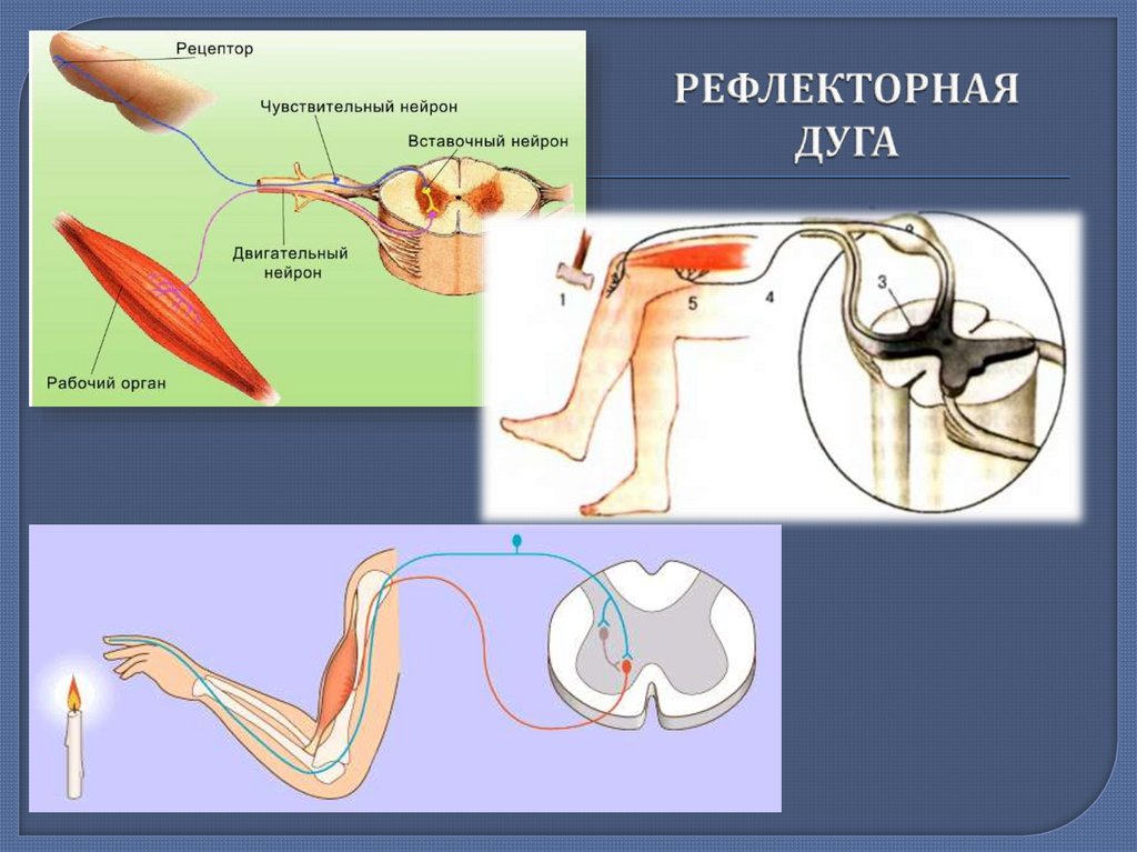 Рефлекторная оптика