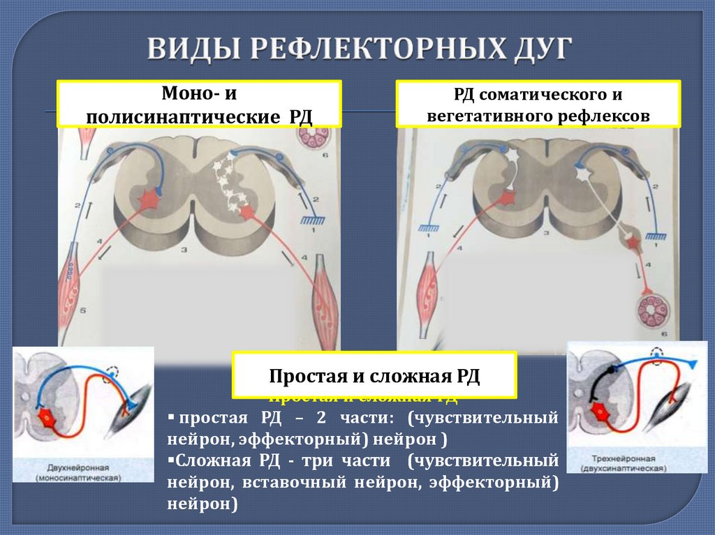 Виды дуг. Виды рефлекторных дуг. Рефлекторная дуга виды. Простая и сложная рефлекторная дуга. Вилы рефлекторной дуги.