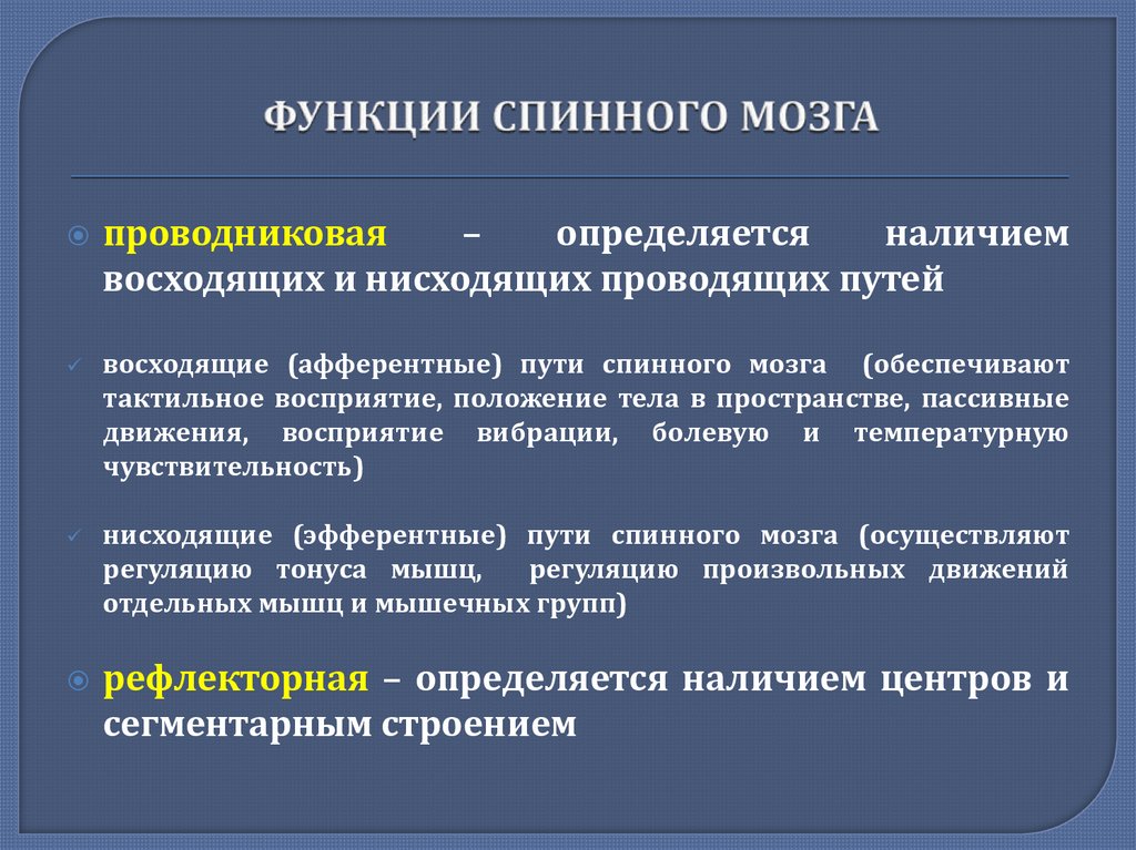 Морфофункциональная характеристика спинного мозга презентация