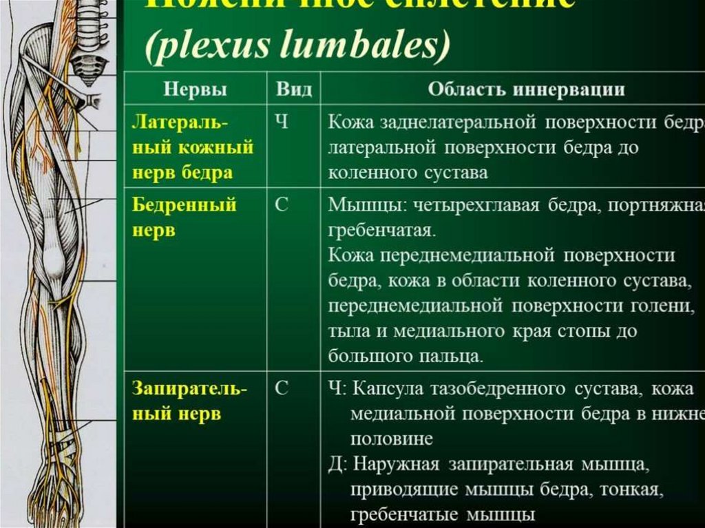 Таблица иннервации мышц. Пояснично крестцовое сплетение. Пояснично-крестцовое сплетение анатомия. Иннервация поясничного сплетения. Нервы пояснично-крестцового сплетения таблица.