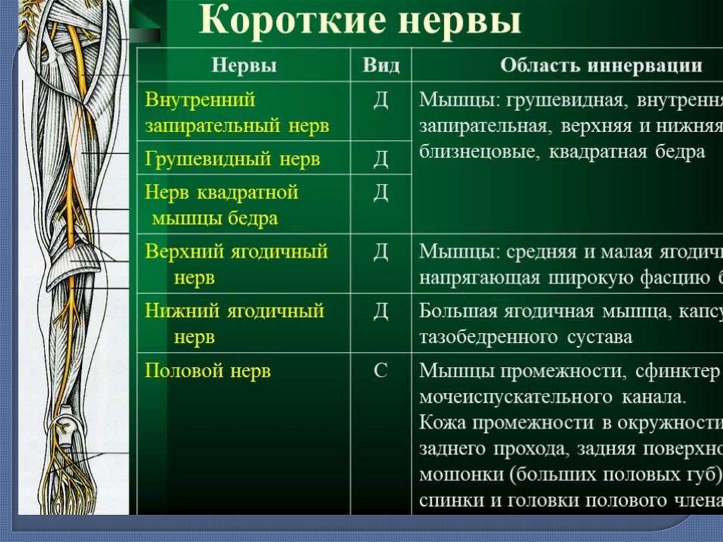 Морфофункциональная характеристика спинного мозга презентация