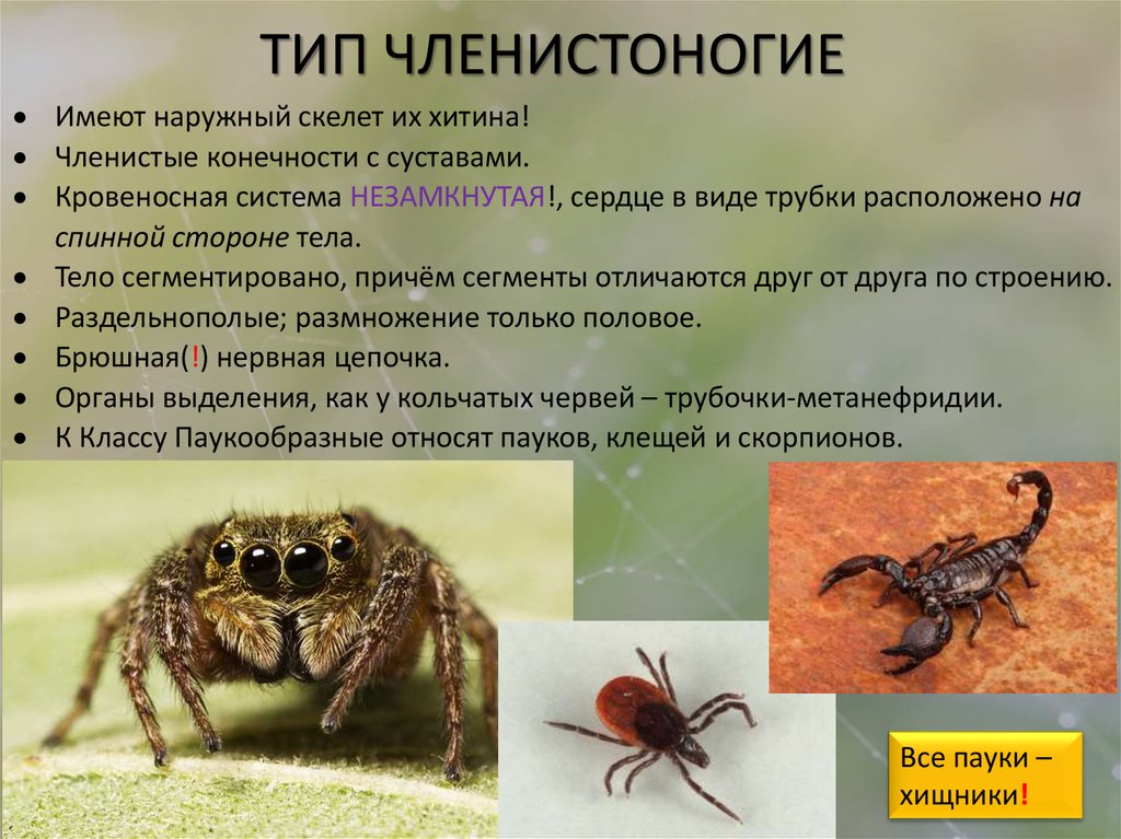 Признаки паукообразных животных