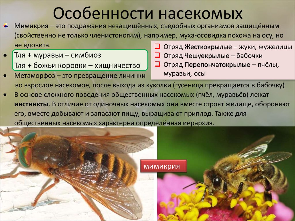 Биологические особенности насекомых. Особенности насекомых.