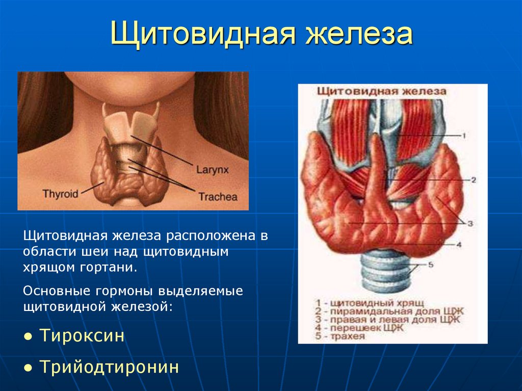 В какой полости расположена щитовидная железа. Строение доли щитовидной железы. Эндокринная система щитовидная железа. Щитовидная железа строение анатомия. Щитовидная железа схема.