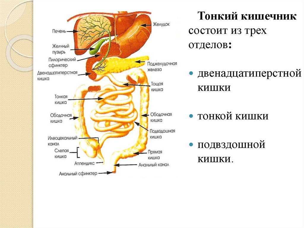 Состав кишечного сока тонкой кишки. Двенадцатиперстная кишка функции. Функции кишечного сока тонкой кишки.