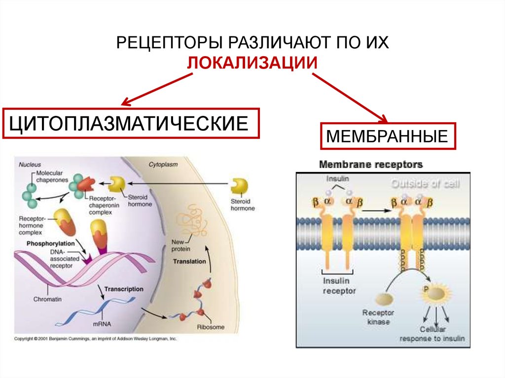 Классификация сигнальных молекул. 2 Серотониновые рецепторы сигнальный путь. Рецепторы отличающие светлое от темного находятся. Гормоны по рецептору различают.