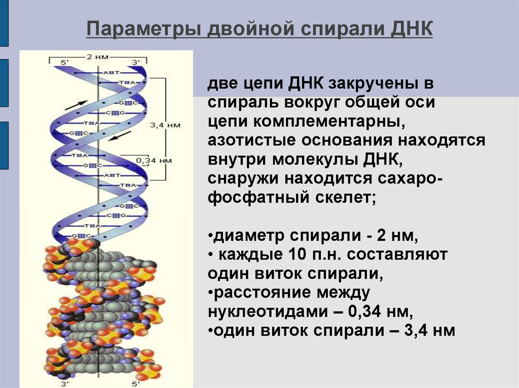 Структуры молекулы днк установили. Характеристика двойной спирали ДНК. Двойная спираль молекулы ДНК. Структура двойной спирали ДНК. Спиральная структура ДНК.