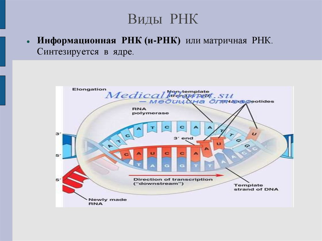 Рнк полимер. Информационная РНК. Матричная РНК. Информационная РНК выполняет функцию. База ДНК.