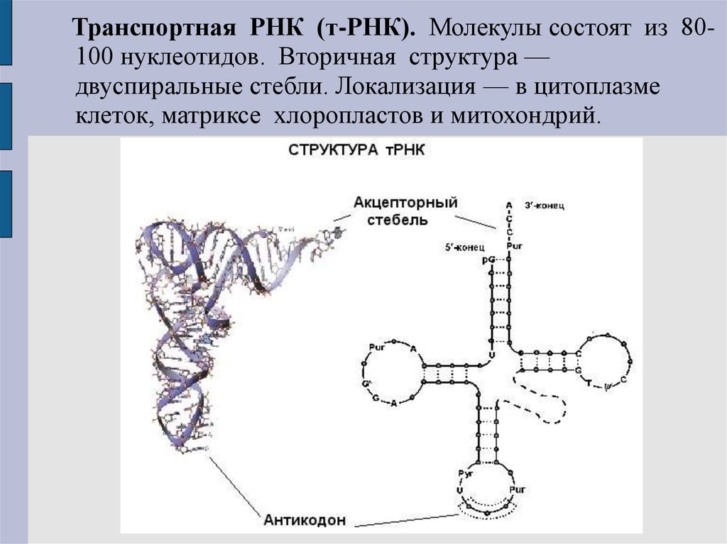 Рнк включает. Вторичная структура молекулы ТРНК. Схема строения молекулы ТРНК. Строение молекулы транспортной РНК. Структура транспортной РНК.