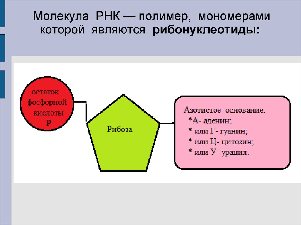 Мономером рнк является. Строение мономера РНК. Структура мономера РНК. Схема строения мономера РНК. Типы мономеров РНК.