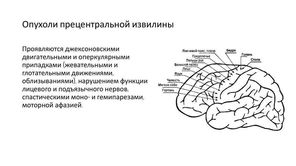 Функции извилин. Предцентральная извилина функции. Прецентральной извилины коры больших полушарий. Строение головного мозга прецентральная извилина.