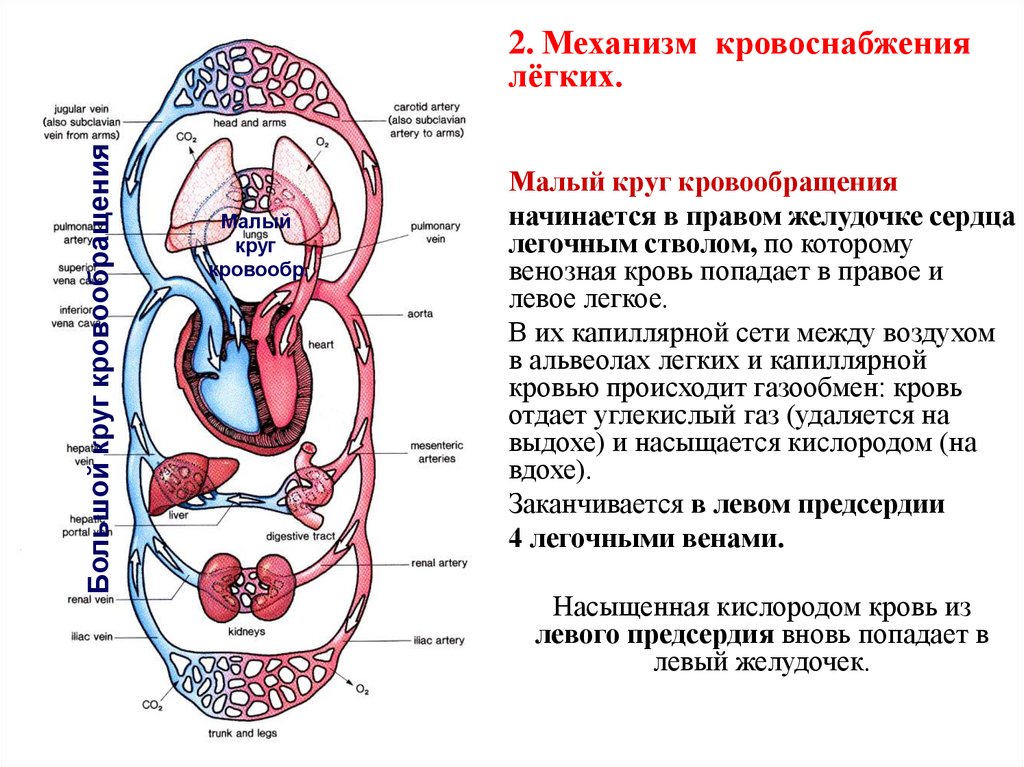 Малый круг кровообращения газообмен происходит. Малый круг кровообращения легкая схема. Малый круг кровообращения правый желудочек схема. В большом круге кровообращения венозная или артериальная кровь. Аорта большой и малый круг кровообращения.
