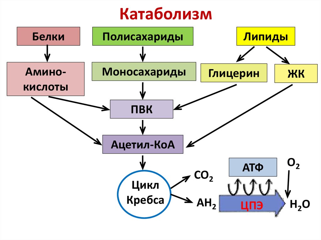 Синтез белка из углеводов. Схема катаболизма и анаболизма микробной клетки. Катаболизм липидов этапы. Схема катаболизма пищевых веществ. Общая схема катаболизма питательных веществ.