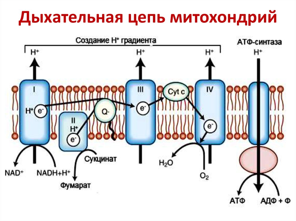 Катаболизм эластина схема