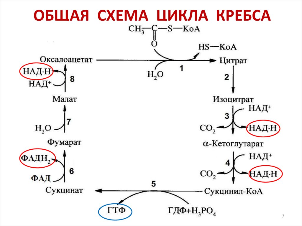 Схема глюкозо аланинового цикла