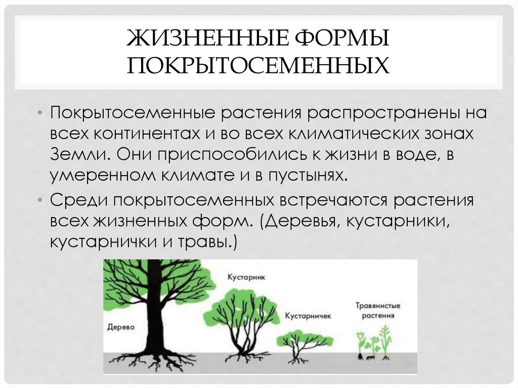 Значение покрытосеменных растений в жизни человека