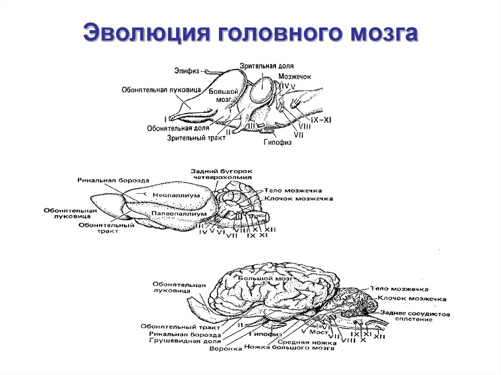 Таблица эволюции головного мозга