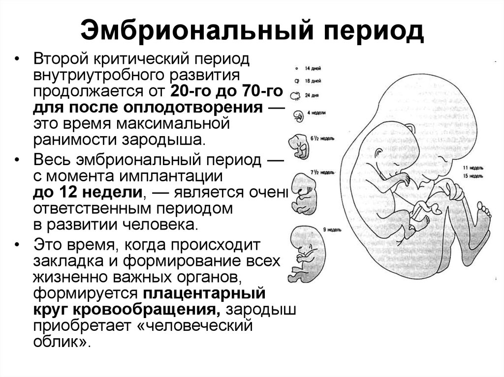 Начальный период развития человека. Зародышевый период внутриутробного развития это. Периоды развития плода схема. Схема периодов внутриутробного развития плода. Внутриутробный этап фаза эмбрионального.