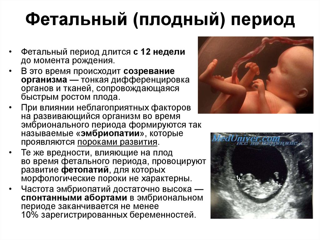 Внутриутробное развитие организма развитие после рождения. Фетальный плодный период. Фетальный период внутриутробного развития. Эмбриональный и плодный периоды. Фетальная фаза внутриутробного развития.