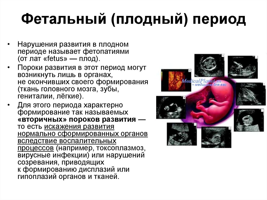 Особенности внутриутробного развития человека. Плодный период развития. Фетальный период развития периоды. Фетальный период развития этапы. Плодный этап развития человека.