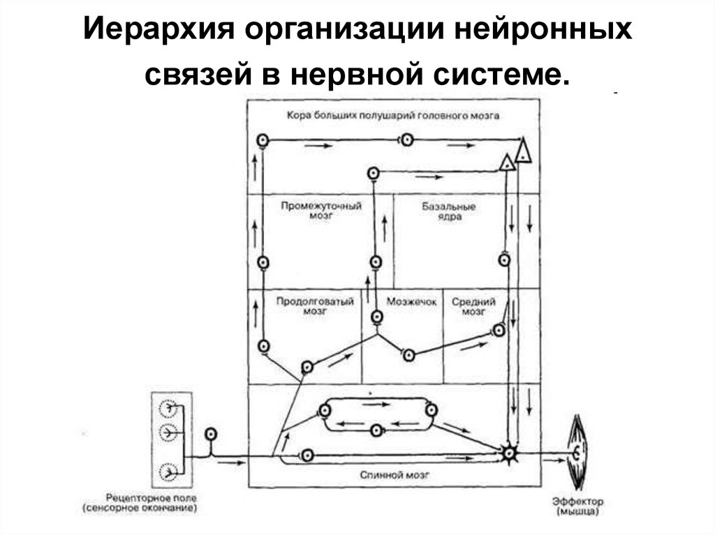 Четкая иерархия жанров изображение человека схематично и однолинейно