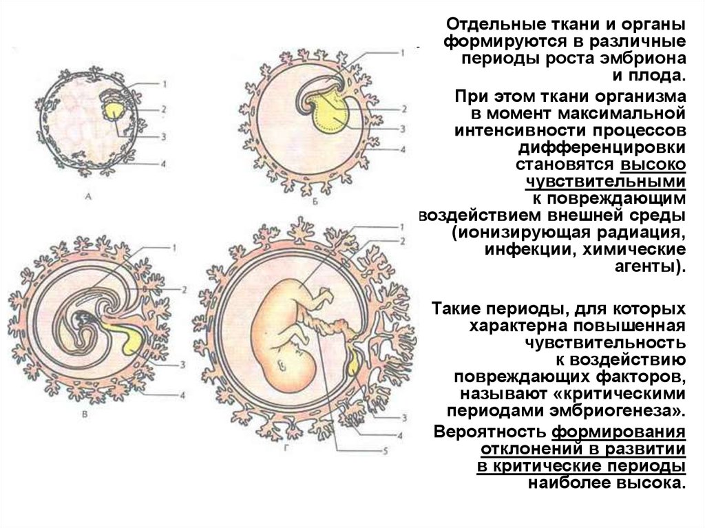 Развитие человека возрастные процессы 8 класс. Факторы влияющие на развитие зародыша. Влияние факторов среды на развитие зародыша человека. Периоды онтогенеза человека. Критические периоды развития эмбриона.
