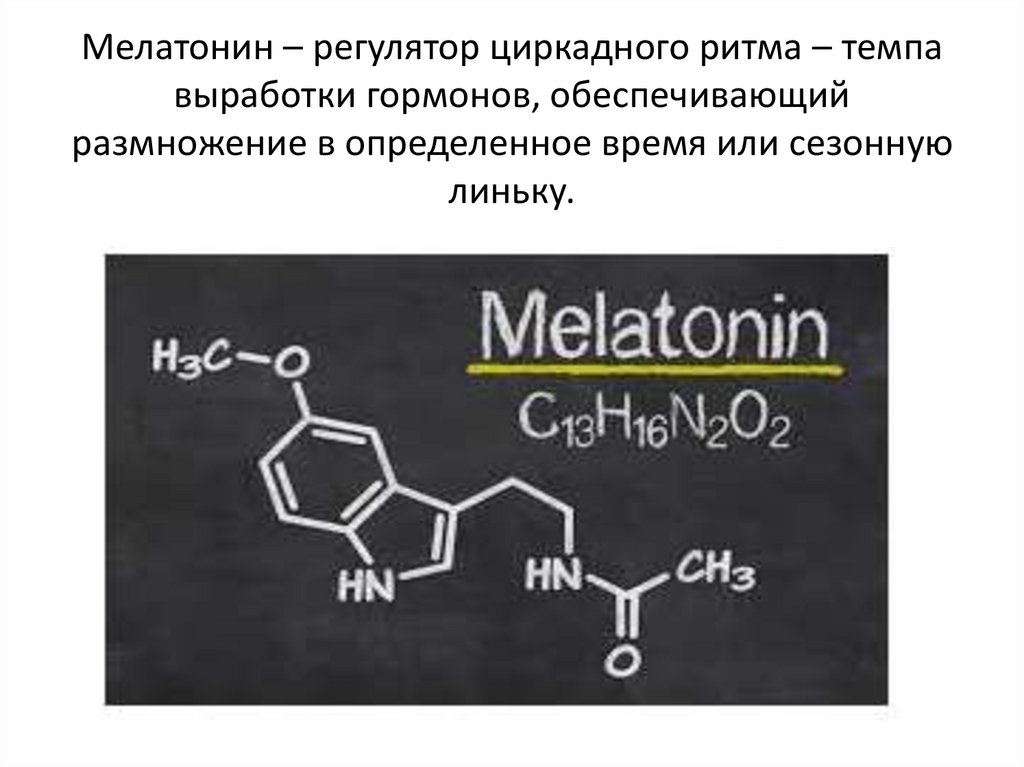 Мелатонин – регулятор циркадного ритма – темпа выработки гормонов, обеспечивающий размножение в определенное время или сезонную